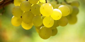 Noble Grape